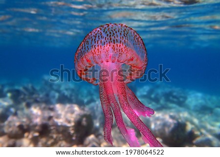 Mauve stinger purple jellyfish - Pelagia noctiluca Royalty-Free Stock Photo #1978064522