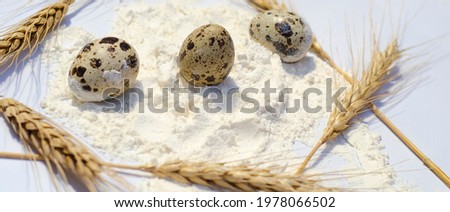 banner with fresh, raw country farm quail eggs are laid out on a white table sprinkled with wheat flour and dried wheat ears on a white paper background. home baking, home cooking, farming