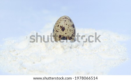 One fresh, raw country farm quail egg is laid out on a white table sprinkled with wheat flour. home baking, home cooking, farming