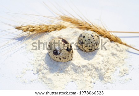 fresh, raw country farm quail eggs are laid out on a white table sprinkled with wheat flour and dried wheat ears on a white paper background. home baking, home cooking, farming
