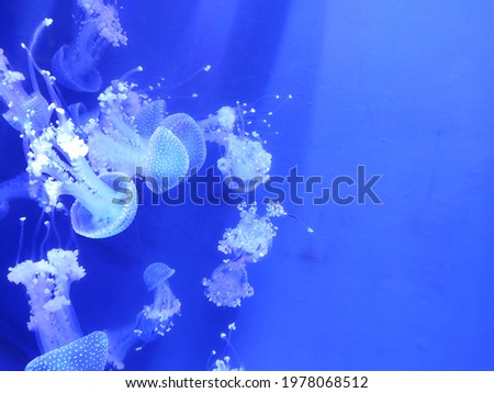 This is a picture of a group of jellyfish swimming around their habitat.