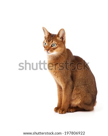 abyssinian young cat isolated on white 