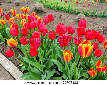 Red and yellow tulips in spring. Field of tulips. Magic spring landscape with flowers