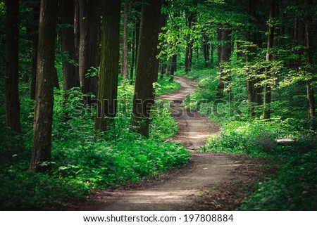 beautiful green forest Royalty-Free Stock Photo #197808884