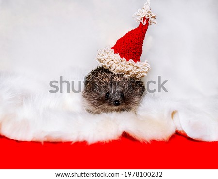 Gray male white-breasted hedgehog at red Christmas hat.  A hedgehog saved from death at the light background. Pets. Wildlife rescue. Predatory animals living at home. Cute animals. New Year postcard.