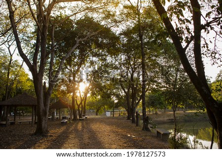 Sunset sunbeams forest. Forest sunbeams at sunset. Sunset in forest. Forest sunbeams sunset