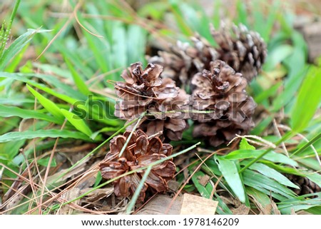 Pine tree cone in the forest