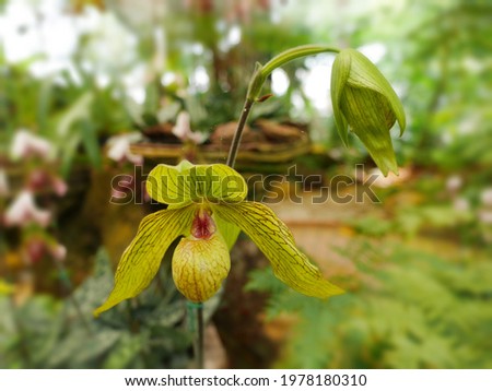 Paphiopedilum, often called the Venus slipper, is a genus of the lady slipper
Yellow stripes on white petal, The flowers in the middle with blurred flower garden background 