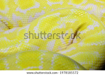 Brown snake skin, animal print fabric texture background. Close up view of Python Ball body, snake skin texture pattern for background. Selective focus. Abstract background Python ball and copy space