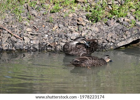 A pacific black duck preening itself by the stony shore, while another dips its beak into the water in the foreground