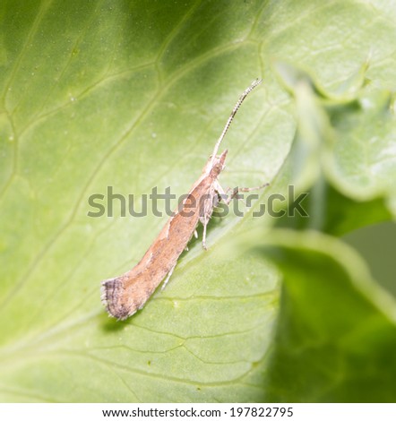 insect on a green leaf. macro