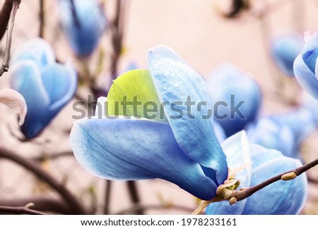 Beautiful delicate magnolia Blue Opal tree outdoors, closeup. Spring season