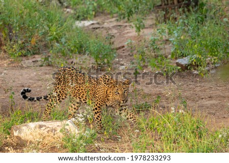leopard or panther on stroll at jhalana forest or leopard reserve jaipur rajasthan india - panthera pardus fusca