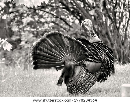 Male Tom Turkey Displaying tail feathers in Black and White    