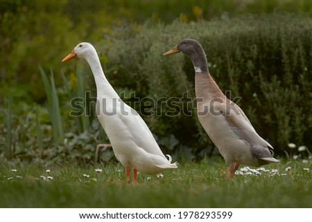 White and brown Indian runner duck free range in the garden