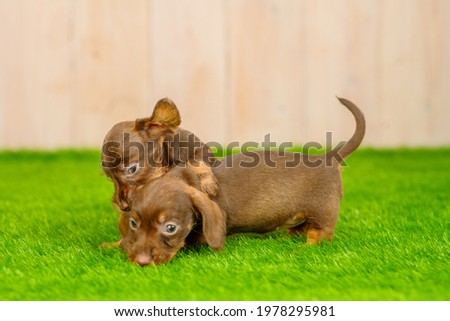 Two dachshund puppies are playing on the green grass of the backyard lawn lawn at home 