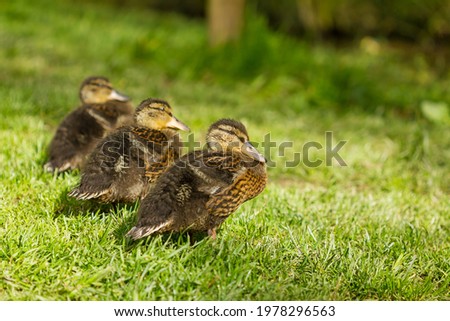 Mallard (Anas platyrhynchos), juvenile brown ducklings, animal concept.