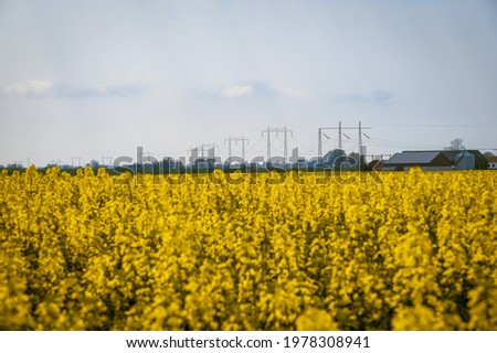 Power lines in rural field filled with blooming canola rape seed flower