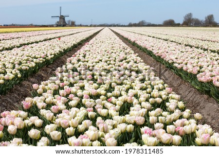 Foxtrot pink double tulip field blooming in full swing in North Holland