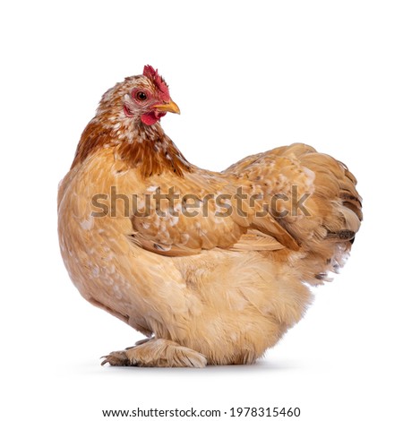 Buff mille fleur Cochin bantam chicken, standing side ways. Head turned backwards looking curious to camera. Isolated on a white background. Royalty-Free Stock Photo #1978315460