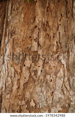 Tree Bark rough wood texture damaged by termite picture 2