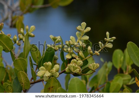 White Mangrove. Laguncularia racemosa. Merritt Island NWR, FL, Sept 2011 Royalty-Free Stock Photo #1978345664