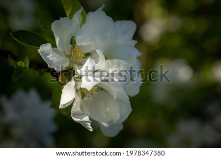 Blooming orchard. Wild apple trees blossom. White and rose apple flowers. Beautiful spring time blossom photography.
