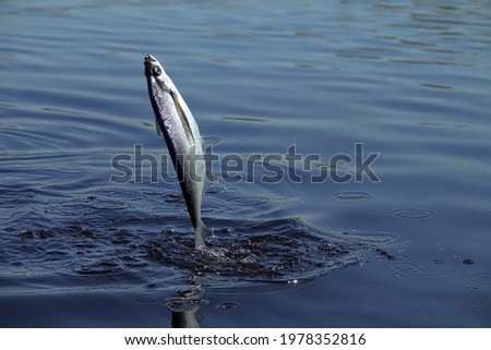 Sport fishing in the north river. Dynamic picture when Sabrefish (Pelecus cultratus) are brought to the surface - fish leaps out of the water
