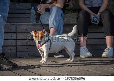 Friendly white dog with red spots on the muzzle of the breed Jack Russell Terrier on a walk in the park. Concept of pet care