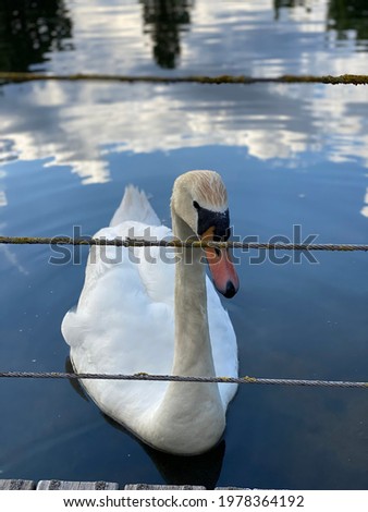A Beautiful Swan through a wire