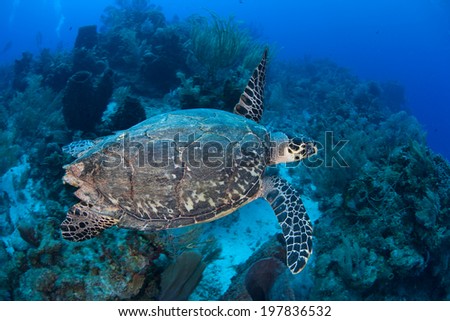 A Hawksbill turtle (Eretmochelys imbricata) swims over a healthy coral reef off the coast of Belize. This species of sea turtle is critically endangered but is found worldwide in tropical seas. Royalty-Free Stock Photo #197836532