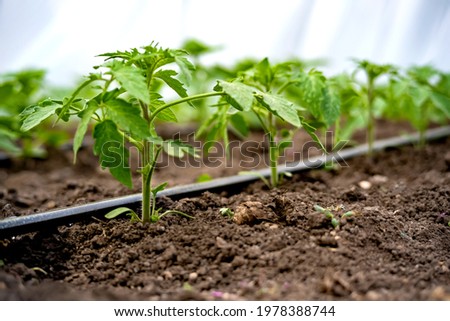 seedlings of cucumbers in a greenhouse on irrigation. Royalty-Free Stock Photo #1978388744