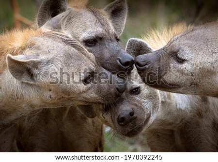 Hyena clan sniffing one another, friendship. Royalty-Free Stock Photo #1978392245