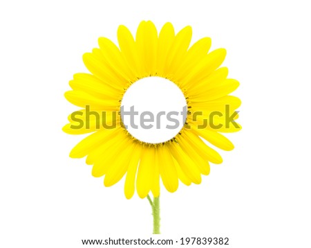 sunflowers isolated on a white background