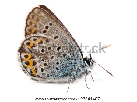 Common blue butterfly (Polyommatus icarus) isolated on white background Royalty-Free Stock Photo #1978414871