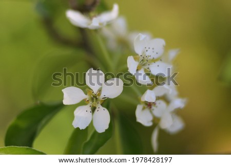 White flowering pears in spring close-up