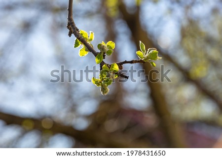 Young green leaves of a pear tree in springtime macro photography. Fresh apple sprouts on a sunny spring day close-up photo. Branches of a garden tree with blossoming leaves in the sunlight.
