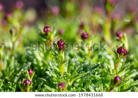Closed buds of Saxifraga plant on a green background on a sunny day macro photography. Green garden rockfoils flowering plant in springtime close-up photo.