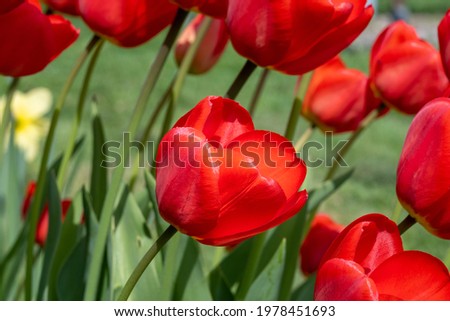 A closeup picture of red tulip flowers in a garden. Blurry bushes and blue sky in the background