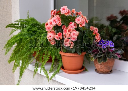 Various home plants - begonia, fern, violet in pots on the windowsill. Floriculture, hobby, green home. Royalty-Free Stock Photo #1978454234