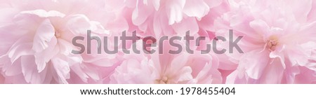 Blossoming delicate peony,pastel and soft background