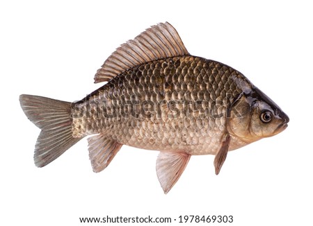  river fish crucian or carp isolated with background Royalty-Free Stock Photo #1978469303