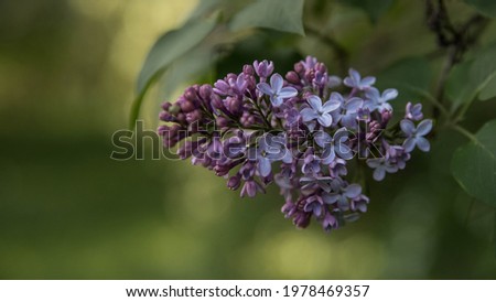 A lilac bloom on a green blurred backgound .   Springtime in the park.  Very peri