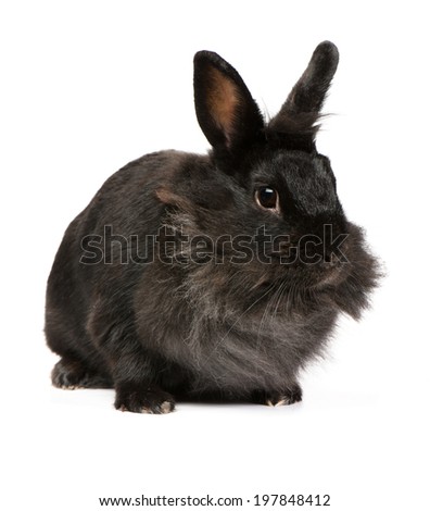 Small racy dwarf black bunny isolated on white background. Studio photo.