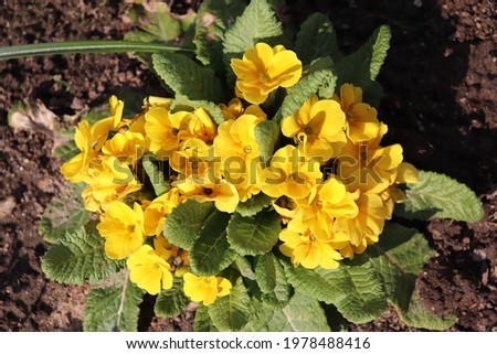 Yellow color Primrose flowers in a garden in May 2021. Idea for postcards, greetings, invitations, posters, wedding and Birthday decoration, background 