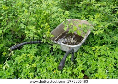 An old metal construction wheelbarrow stands among the young grass. In the container there is water on the surface, the fallen petals of the flowers of the apple tree float. Background. Texture. 