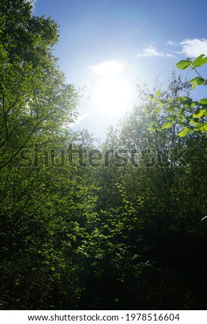 Beautiful Berlin forest in spring. Berlin, Germany 