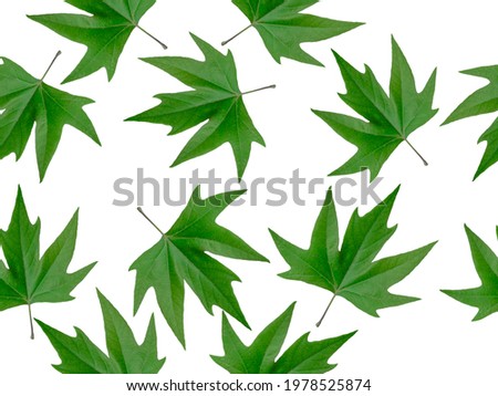 Seamless pattern of green maple leaves. Background. An abstraction.