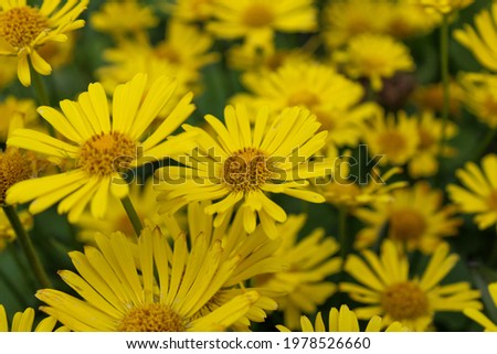 The yellow flowers of chamois (Doronicum)