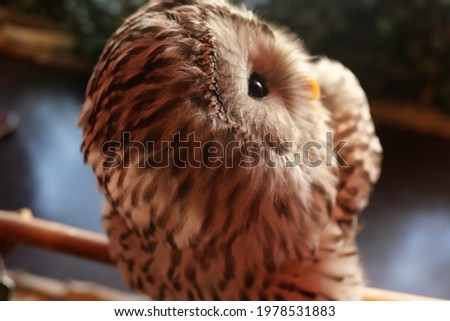 Picture of an Owl relaxing.